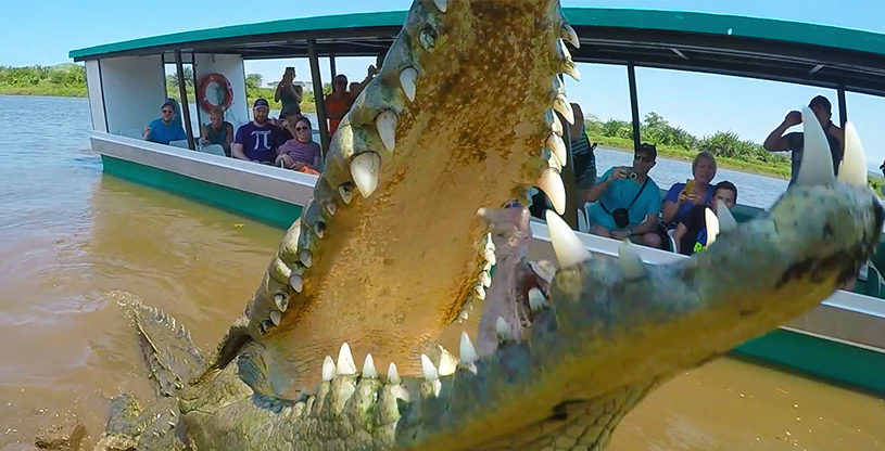 croc-open-mouth-e1635800144559